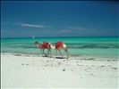 Djerba 2008